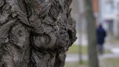Łódź wyprzedziła Warszawę i Kraków. Drzewa są tu najbliżej mieszkańców