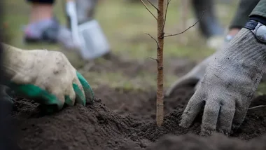 40 nowych drzew w Lesie Młodej Łodzi. Rodzice sadzą je dla dzieci