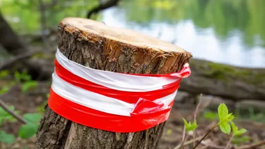 Bobry podgryzają drzewa w Parku Julianowskim. Są już specjalne osłony