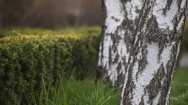 Alternatywny pochówek w Łodzi. Las Pamięci i inne możliwości