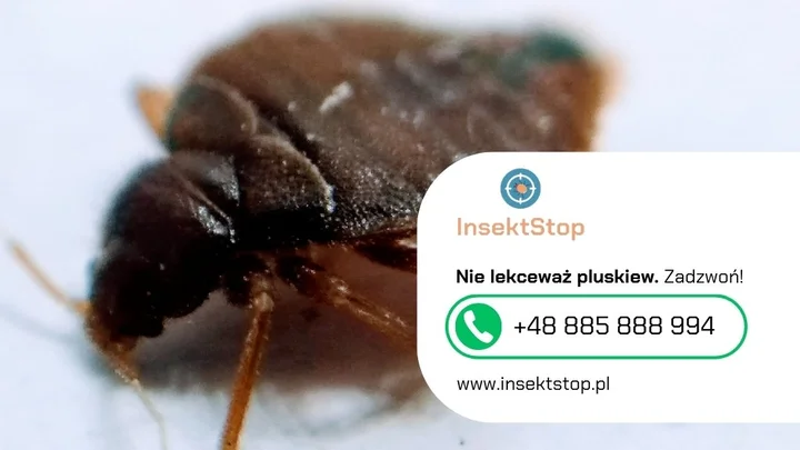 3-pluskwa-kontakt-do-firmy-insektstop-20250908134112.webp