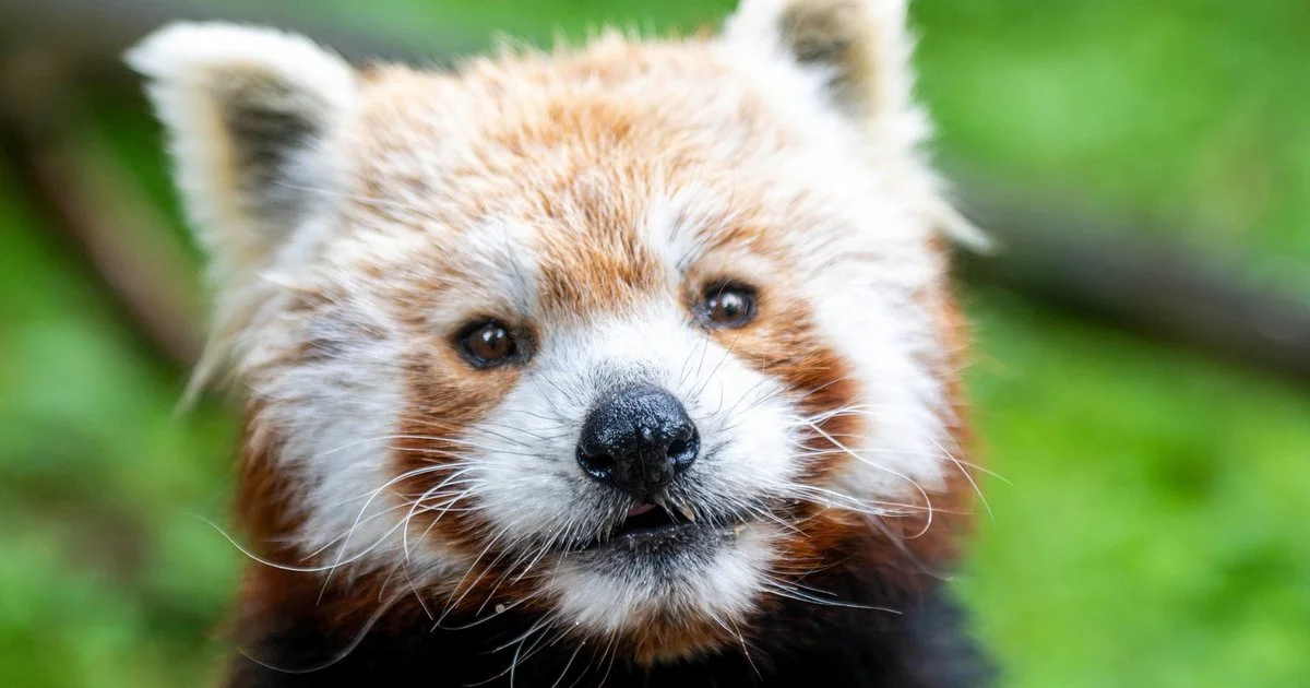 Grafika promocyjna wydarzenia Dzień Pandy Rudej w Orientarium Zoo Łódź