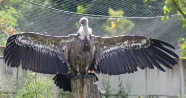 Grafika promocyjna wydarzenia Dzień Sępa w Orientarium Zoo Łódź