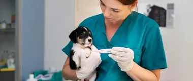 Konstantynów zwiększa budżet na zwierzęta i stawia na czipy, zabiegi oraz adopcje