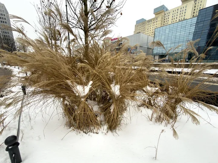 Dlaczego zimą wiążemy trawy ozdobne - jak to chroni miejską zieleń