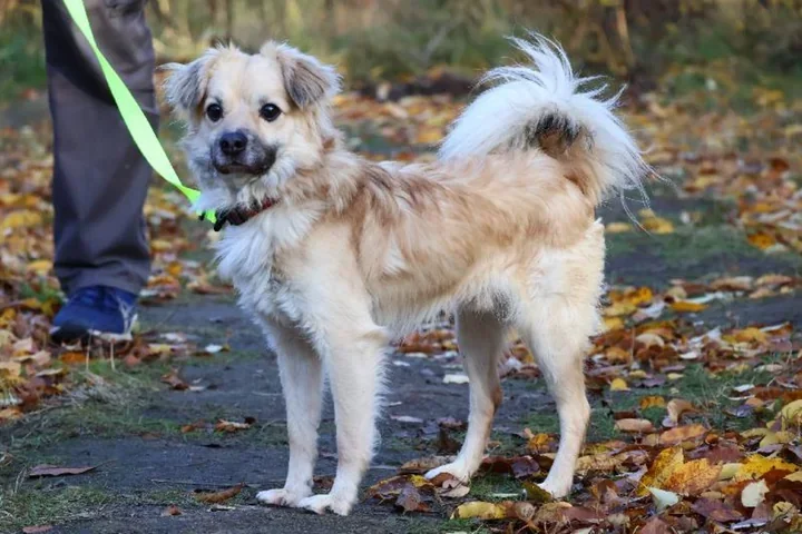 Amik – nieufny trzyletni pies ze schroniska szuka cierpliwego domu