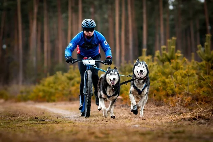 Husky jako partnerzy biegu - historia łódzkiego INES Husky Team i ich medalowe zwycięstwo