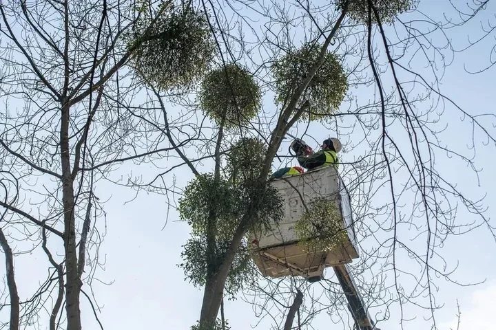 Zimą w Łodzi porządkują zieleń przy ulicach i ścieżkach - przycinanie, korekta koron i usuwanie jemioły