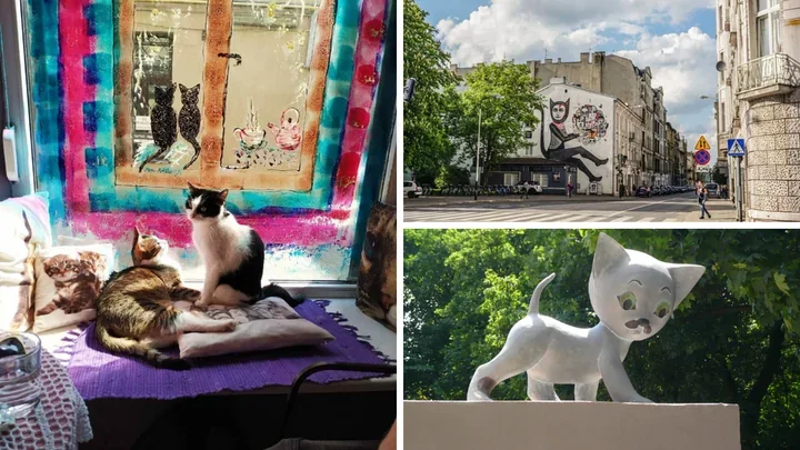 Łódź oczami kotów – sześć miejsc, które uwielbiają miejskie kociaki