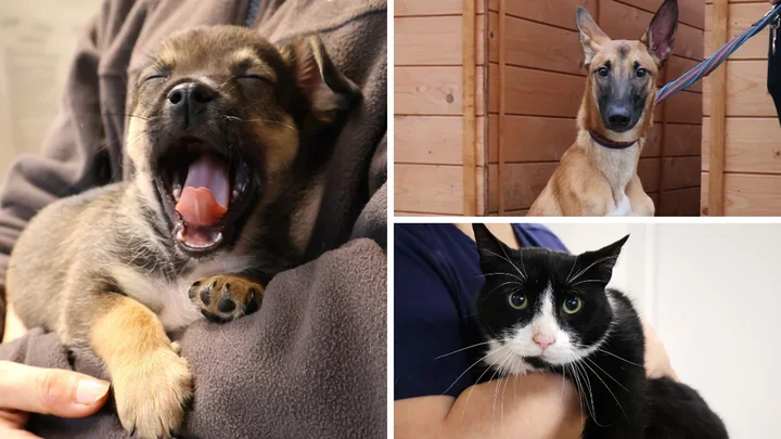 Psy i koty w schronisku w Łodzi spędziły święta samotnie