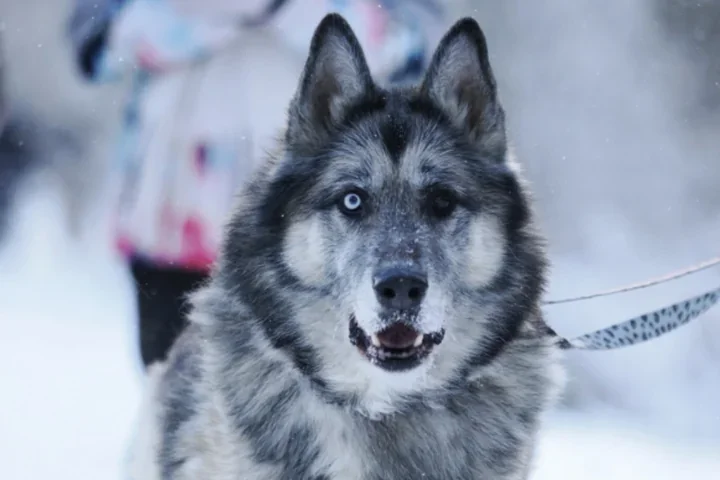Leon – pies, który wraca do schroniska po raz szósty i ciągle szuka domu