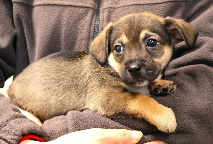 Porzucony maluch przy hali Górniak szuka domu - Mario czeka w schronisku