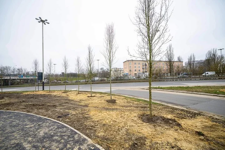Aleja Bandurskiego zaczyna przemianę - pierwsze drzewa pojawiły się na ulicy