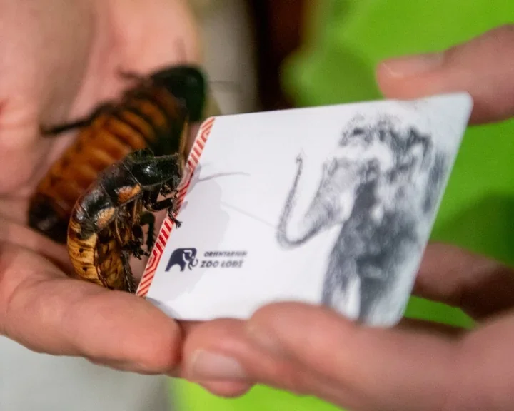 Noworoczne wyzwanie w Orientarium - chętni zanurzą dłoń wśród karaczanów o karnet