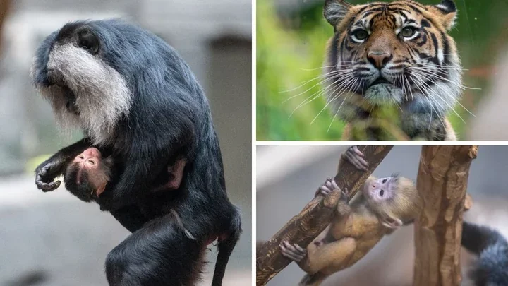 Orientarium podsumowuje rok pełen narodzin i nowych, rzadkich gatunków