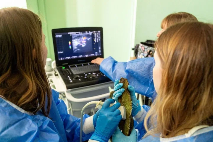 Orientarium rozwija kadrę weterynaryjną – szkolenia dla lekarzy zwierząt egzotycznych