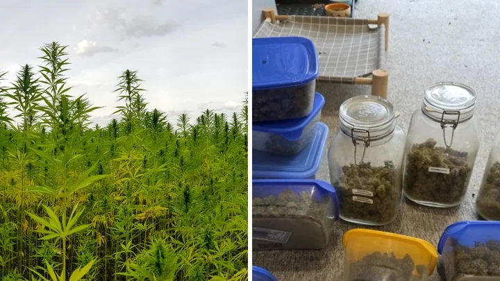 Łódzcy policjanci zlikwidowali plantację konopi - kilka kilogramów narkotyków i trzy zatrzymania