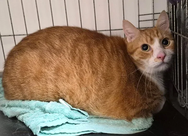 Klusek szuka domu - rudy kot z łódzkiego schroniska czeka na nową rodzinę