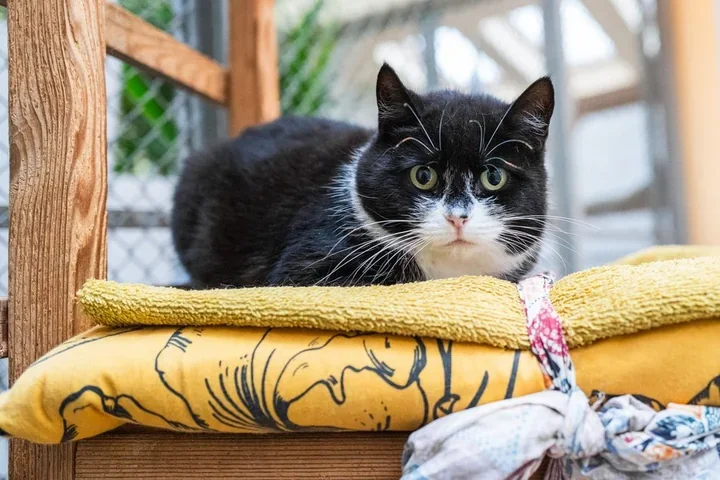 Kocie walentynki w schronisku – poznaj podopiecznych i zabierz mruczącego przyjaciela