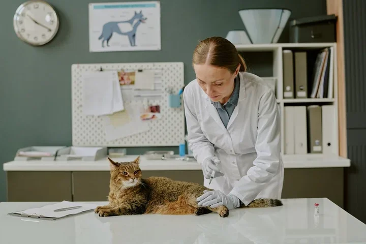 Gdzie w Łodzi kastrują i sterylizują koty wolno żyjące - lista gabinetów i zasady