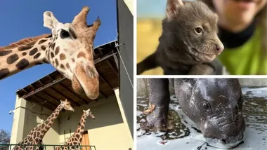 Nowe maluchy w Orientarium Zoo Łódź rosną pod czujnym okiem opiekunów