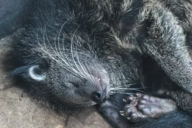 Binturongi pachnące popcornem zyskają swój dzień w Orientarium