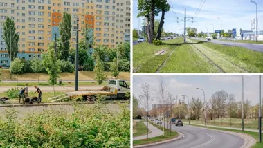 Łódź szykuje na ulicach drzewa jak z dojrzałego parku