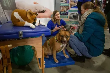 Piotrkowska 217 zamieni się w raj dla psów i kotów pełen niszowych akcesoriów