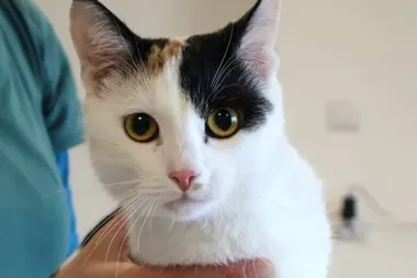 Tosia – młoda kotka znaleziona na Tuwima czeka na nowy dom