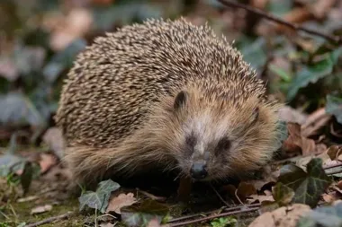 Wiosna i miejskie jeże – jak rozpoznać kiedy trzeba pomóc i gdzie dzwonić
