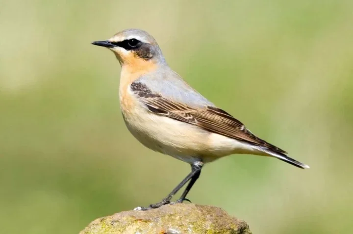 Ptasie PREgodzinki w Orientarium - warsztat liczenia i rozpoznawania ptaków